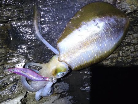 荒れ後のエギング