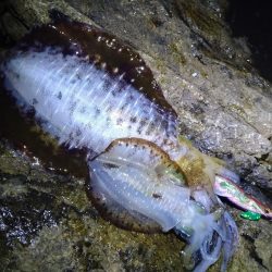 高活性エギング