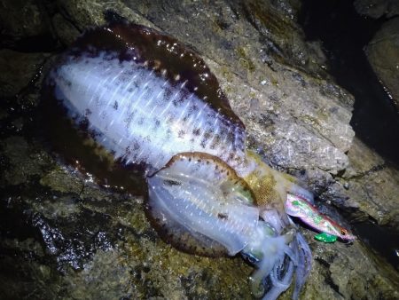 高活性エギング