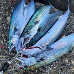 シルエット小さめ