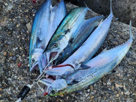 シルエット小さめ