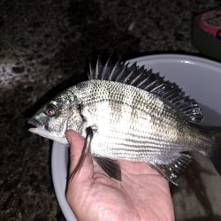 秋の夜長の五目釣り