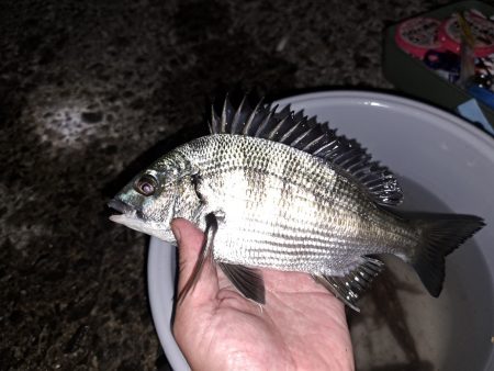 秋の夜長の五目釣り