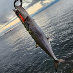 でかいの釣りたい(>_<)