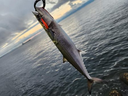 でかいの釣りたい(>_<)