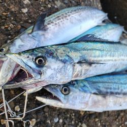 今週も好スタート🎣