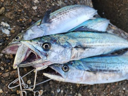 今週も好スタート🎣