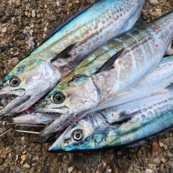 ゼブラカラー？