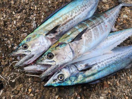 ゼブラカラー？