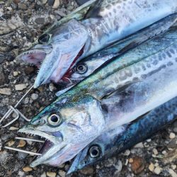 サゴシがポツポツ