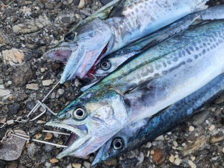 サゴシがポツポツ