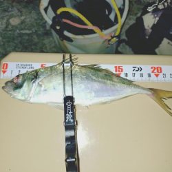 今秋初フロートアジング🎣