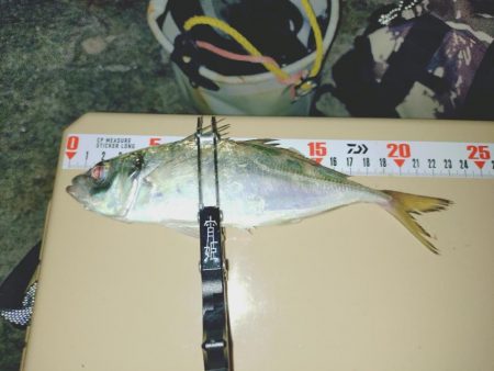 今秋初フロートアジング🎣