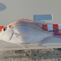 遠投カゴ釣り真鯛狙い🎣