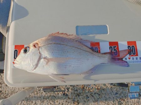 遠投カゴ釣り真鯛狙い🎣