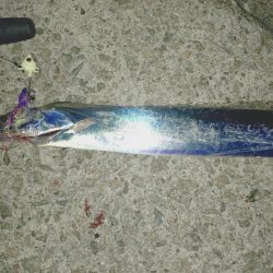 太刀魚サイズ調査