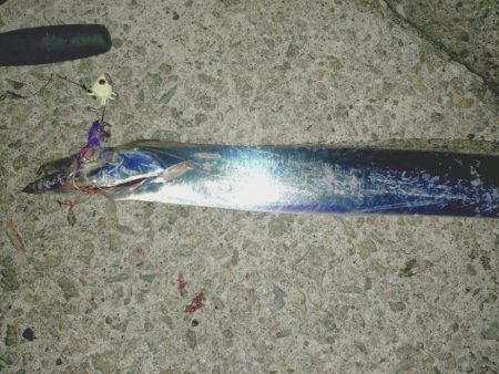 太刀魚サイズ調査