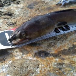 ハモ、グレ、ガシラ