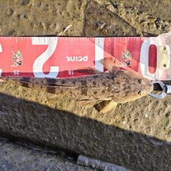 マゴチとメッキ釣れました!