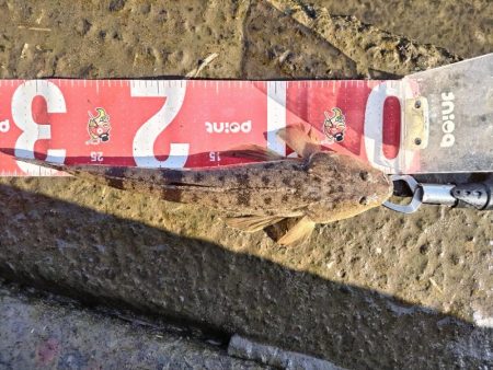 マゴチとメッキ釣れました!