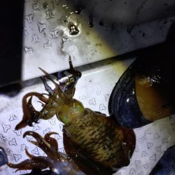 ティップラン苦戦！