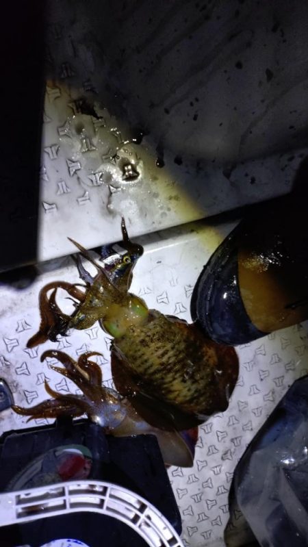 ティップラン苦戦！