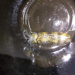 秋の深まりティップラン