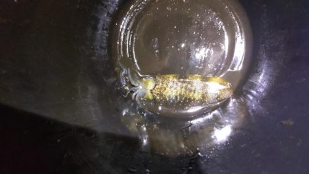 秋の深まりティップラン