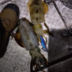 サイズアップティップラン