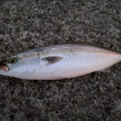 ハマチ、ツバス