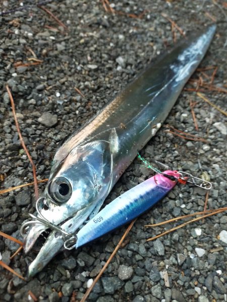 ベイトの湧く量が……