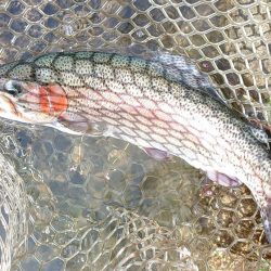 ひっさしぶりのフライフィッシング ～フィッ…