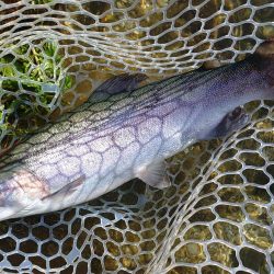 秋晴れのフィッシングパーク高島の泉で釣りま…