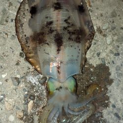 気温急降下後のエギング