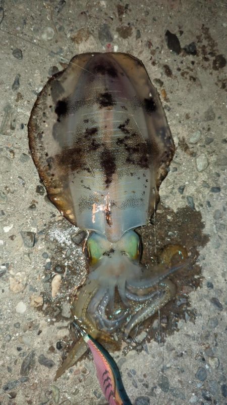 気温急降下後のエギング