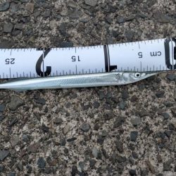 いろんな釣り方で五目釣り