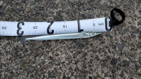 いろんな釣り方で五目釣り