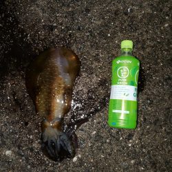 秋イカ狙い