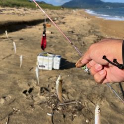 今季はなかなか来ない新松原海岸での投げ釣りです