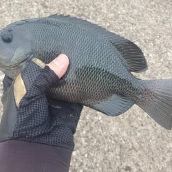 フカセ釣りで強烈な引き！