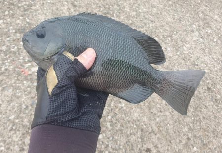 フカセ釣りで強烈な引き！