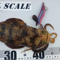 久しぶりに秋イカゲット