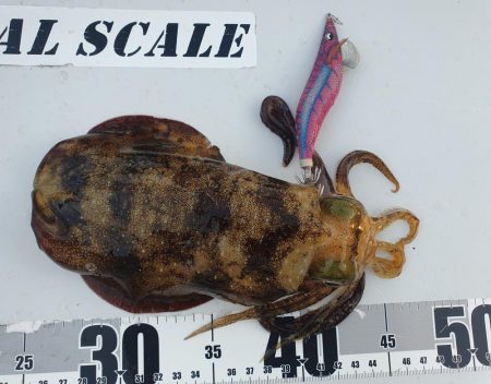 久しぶりに秋イカゲット