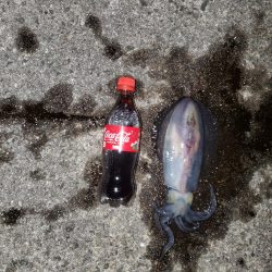 秋アオリイカ狙い