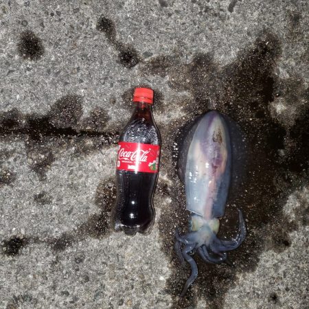 秋アオリイカ狙い