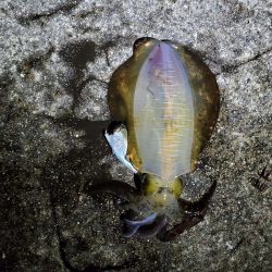 秋アオリイカ狙い