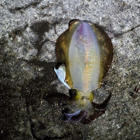 秋アオリイカ狙い