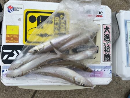 大会の下見で釣ってみました