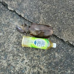 秋アオリイカ狙い