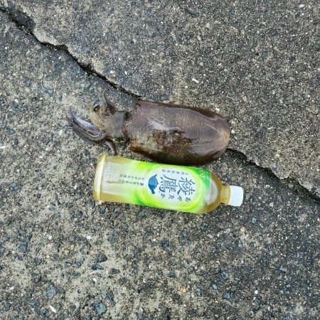 秋アオリイカ狙い